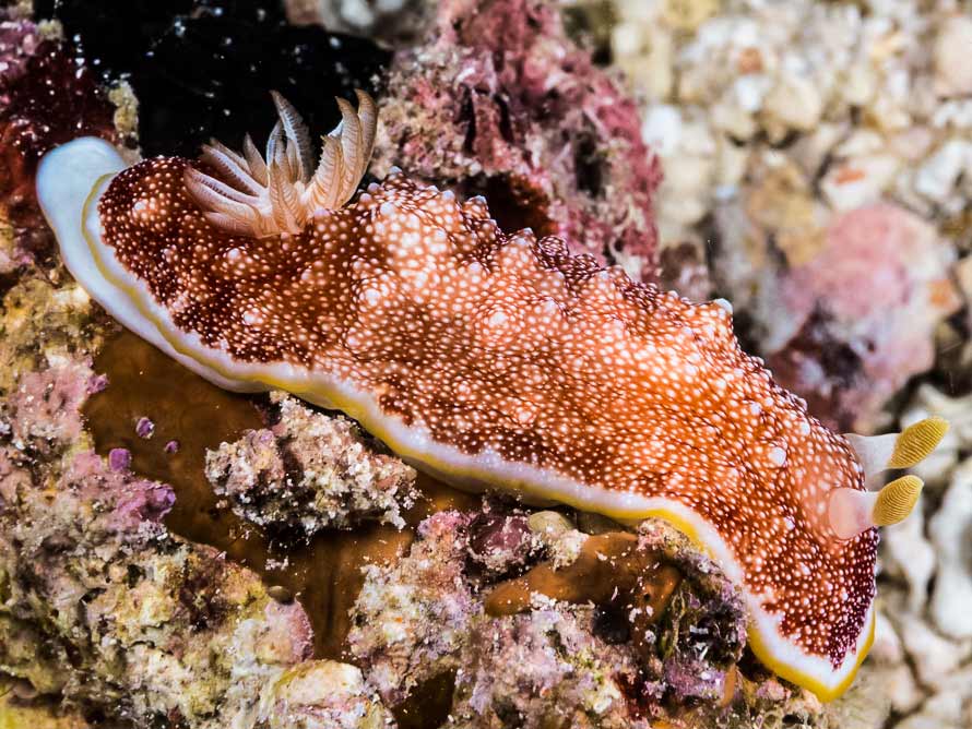 Goniobranchus reticulatus